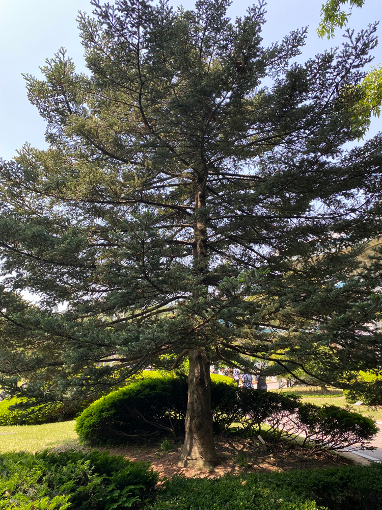 盧泰愚大統領の記念植樹、チョウセンシラベ