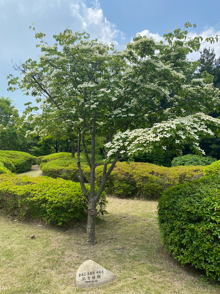 金泳三大統領の記念植樹、ヤマボウシ
