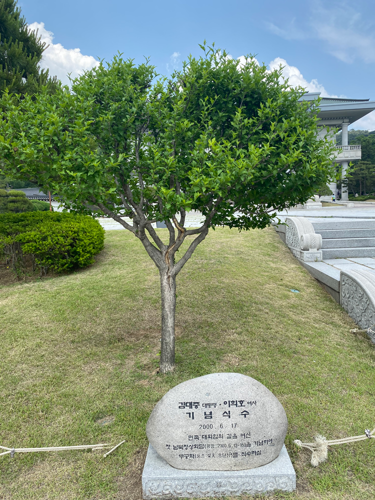 金大中大統領の記念植樹、ムクゲ