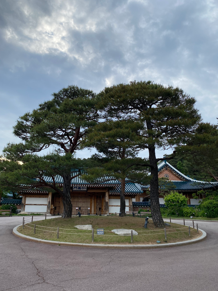 노무현 대통령의 기념식수 소나무 사진