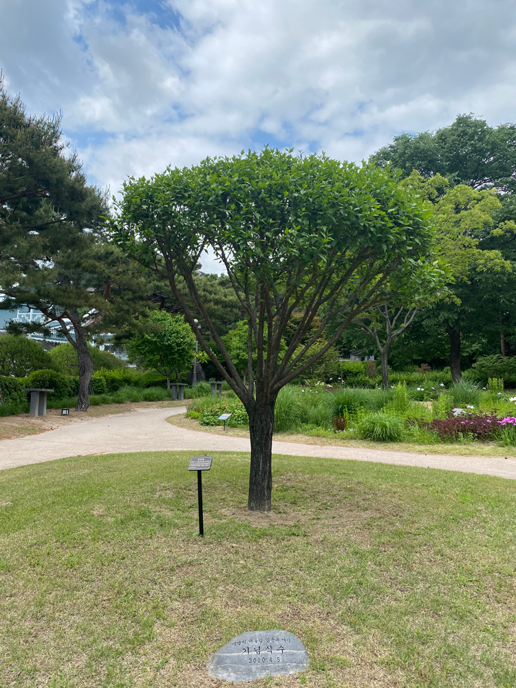 李明博大統領の記念植樹、ムクゲ