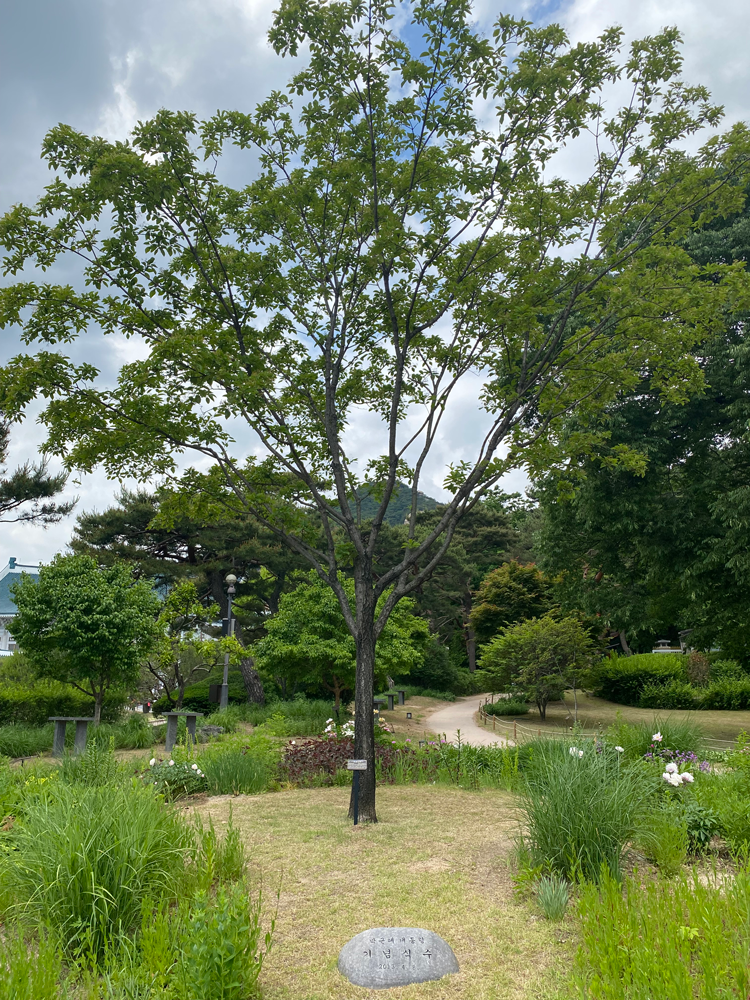 박근혜 대통령의 기념식수 이팝나무 사진