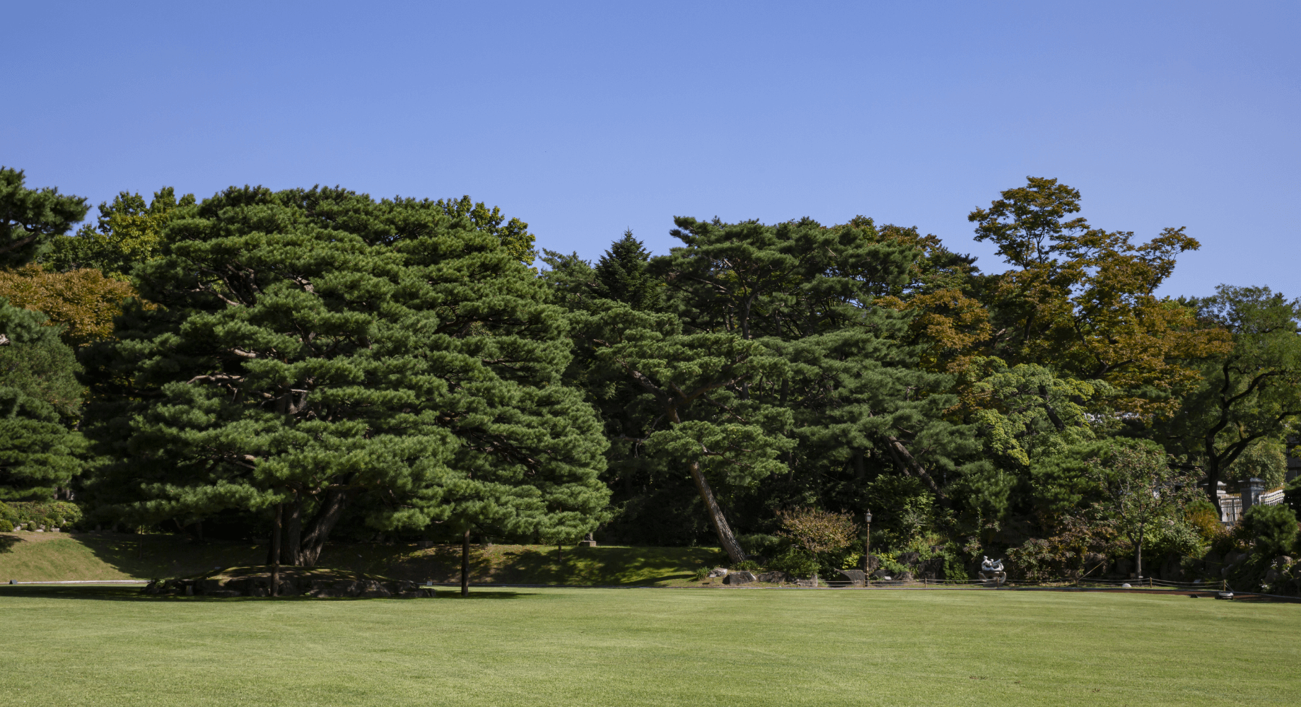노거수 군 - 회화나무와, 말채나무, 반송